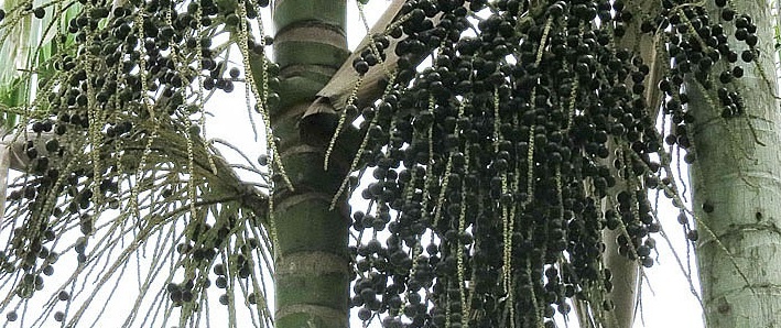 Acaí: las bayas más nutritivas de la selva amazónica